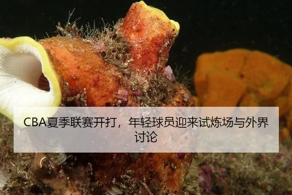 CBA夏季联赛开打，年轻球员迎来试炼场与外界讨论